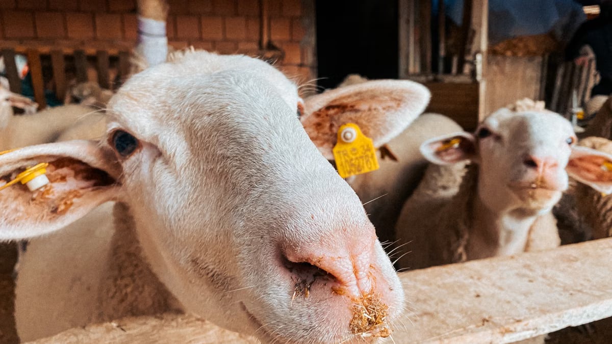 Close-up of white sheep in a barn with visible ear tags, creating a rustic farm atmosphere.